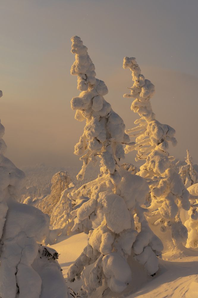 Фотография автора Светлана Зимина