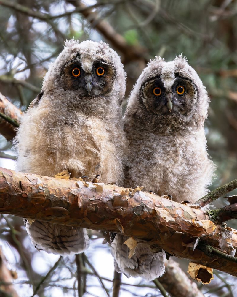 Фотография автора Александр Шипиленко