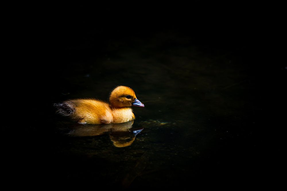 Photograph by Thomas Dunston