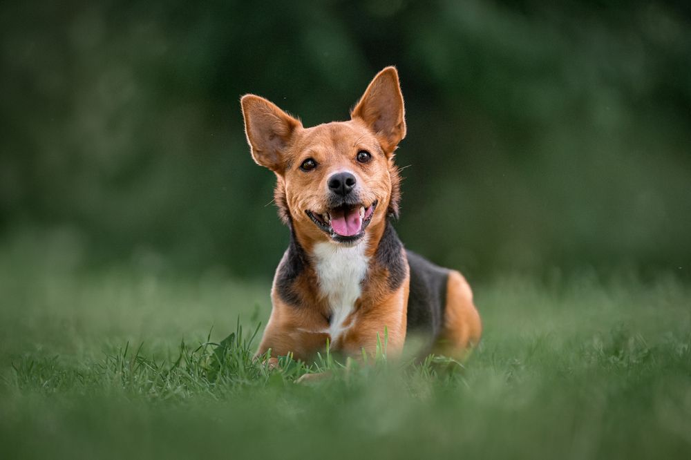 Фотография автора Krisztián Csalami