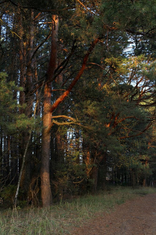 Среди сосен