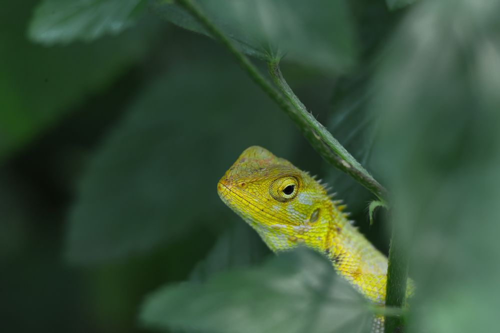 Photograph by Nomesh Patel