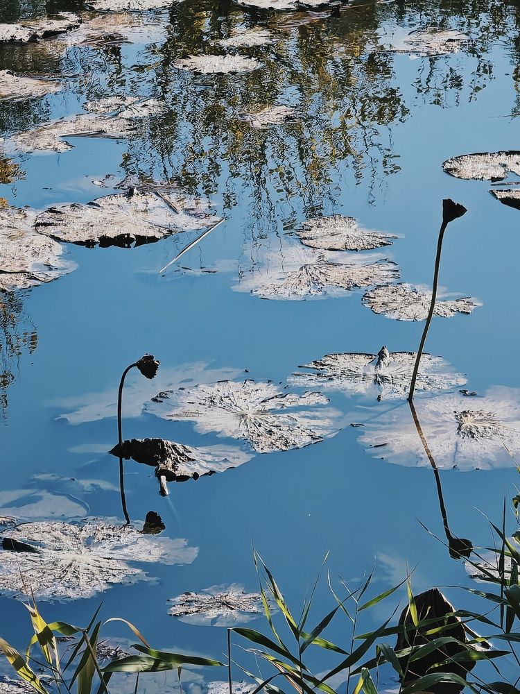 Кувшинки сада Мане