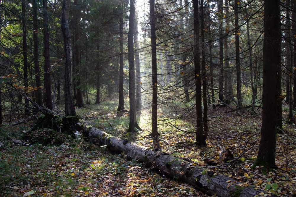 Photograph by Илья Сторожко