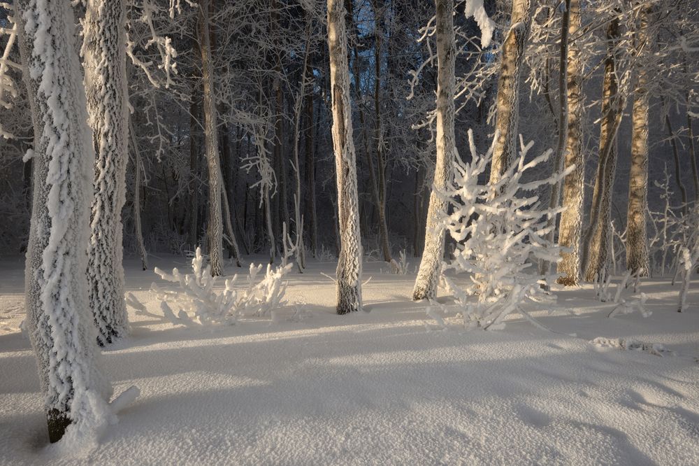 Фотография автора Марина Ферапонтова