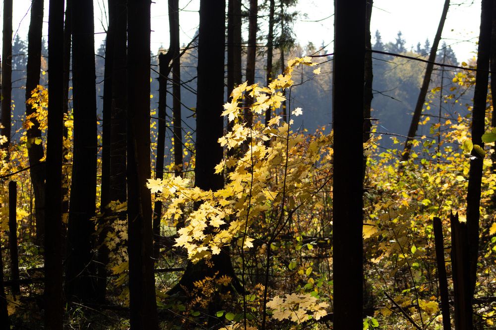 Photograph by Илья Сторожко