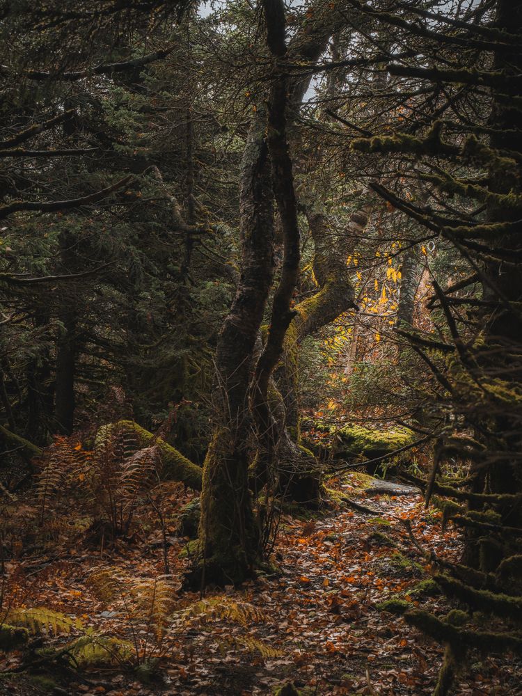 Фотография автора Вячеслав Бобин