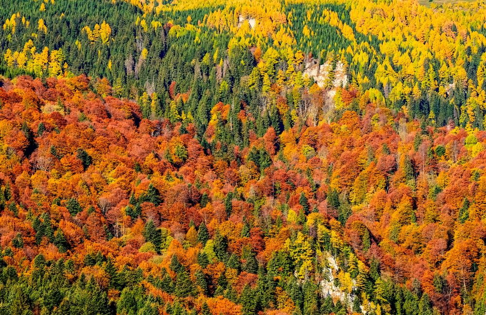 The forest in autumn