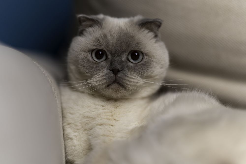 Photograph by Nodar Tvauri