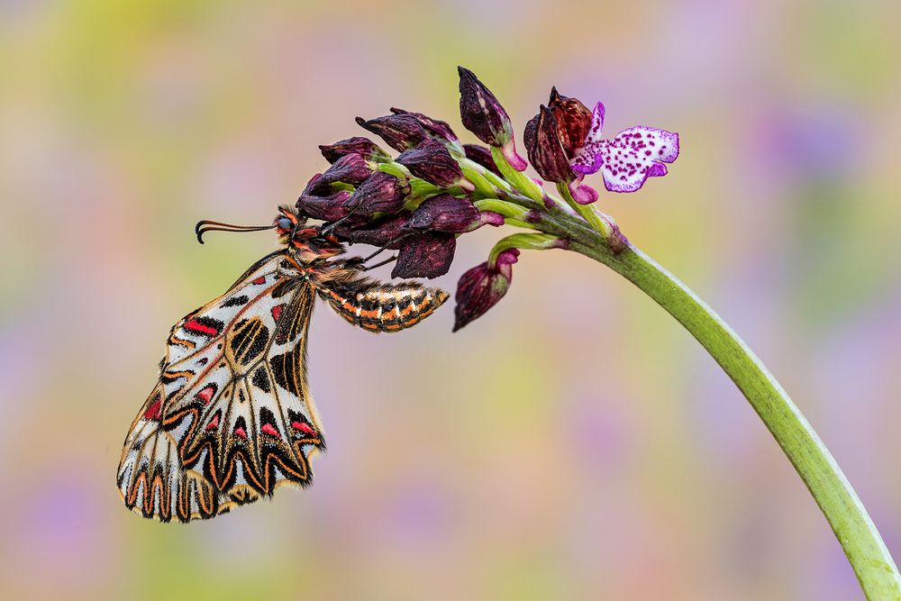 Zerynthia polyxena (Denis & Schiffermüller, 1775)