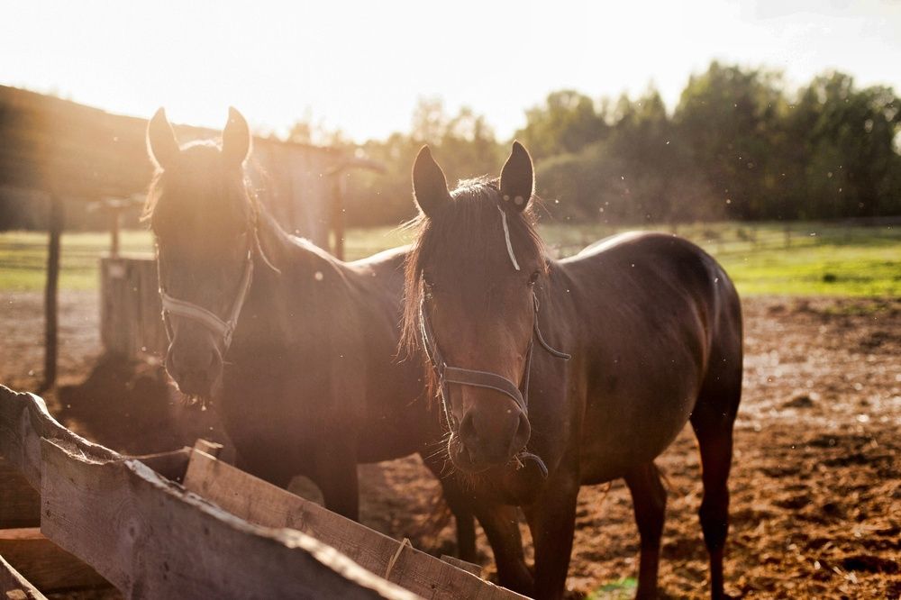 Photograph by Лидия Ханова