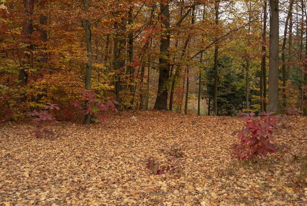 Photograph by Светлана Мельник