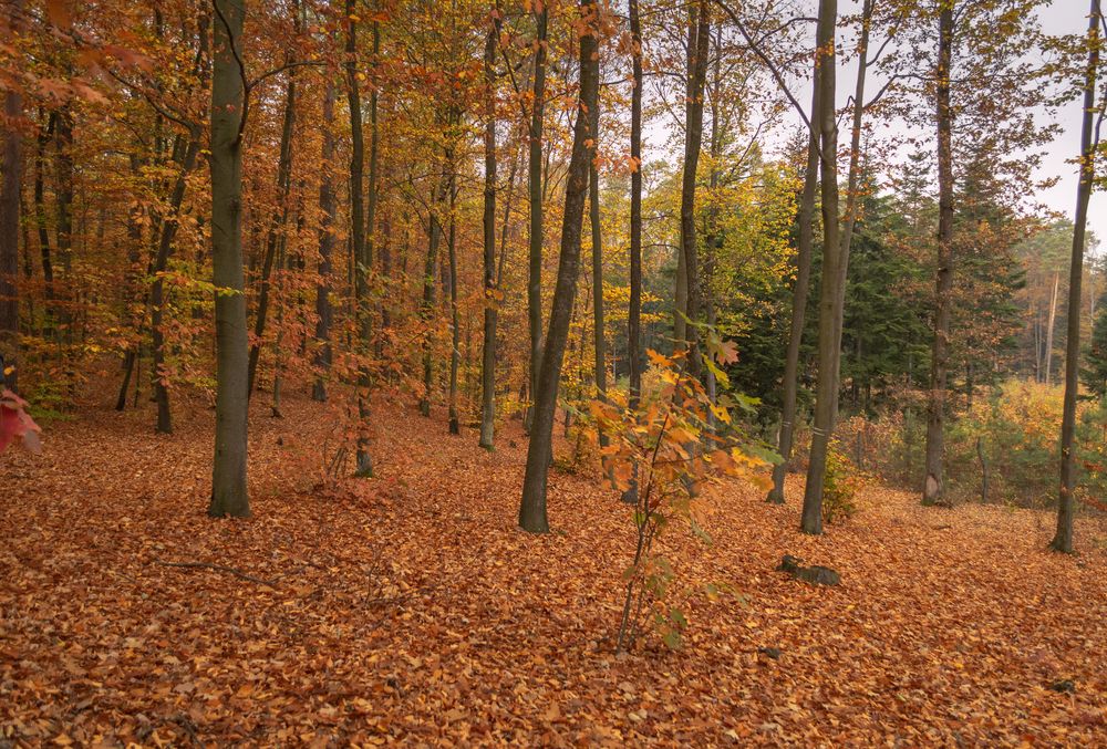 Photograph by Светлана Мельник