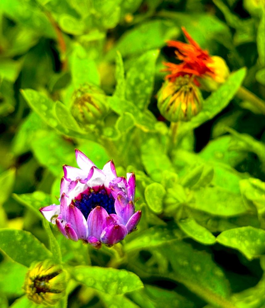 Photograph by nasim fard