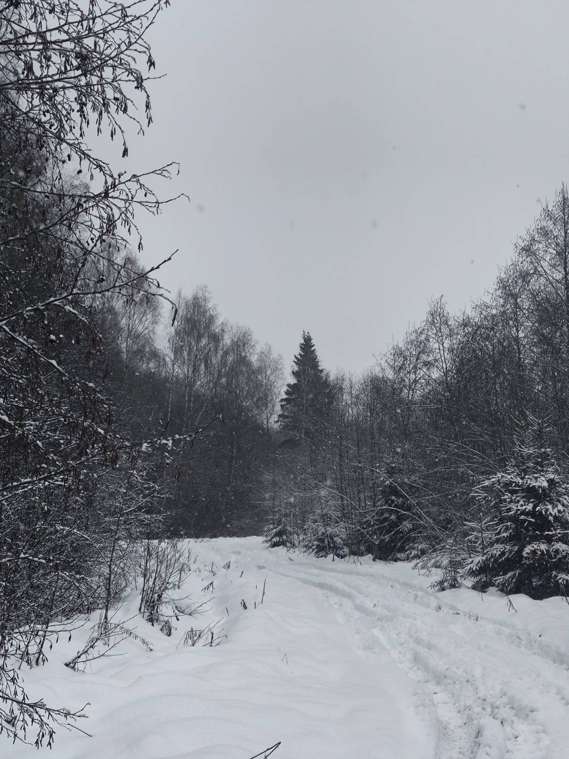 Свежесть
