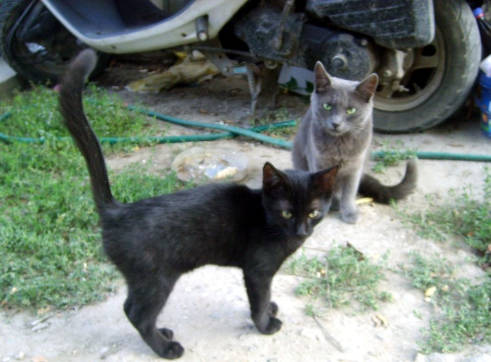 Фотография автора Анатолий Дячина