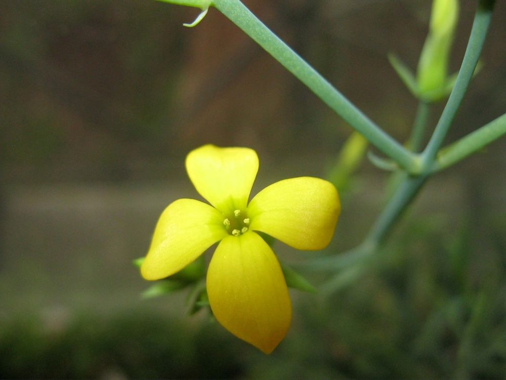 Фотография автора Анатолий Дячина