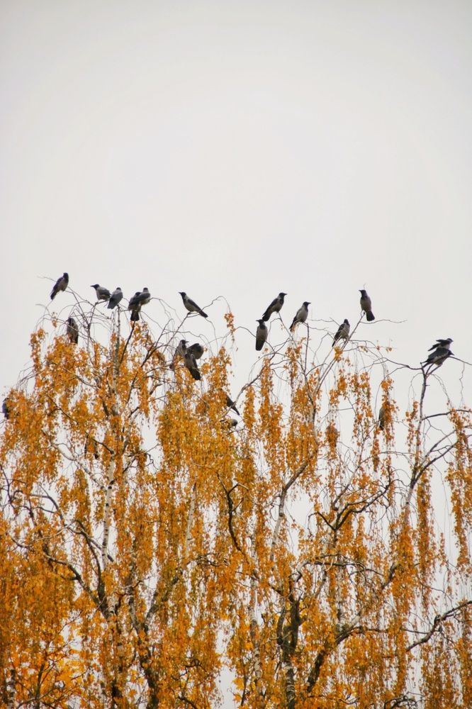 Photograph by Юлия Кулиева