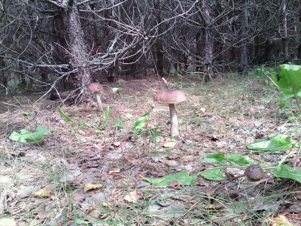 Я насчитал пять.