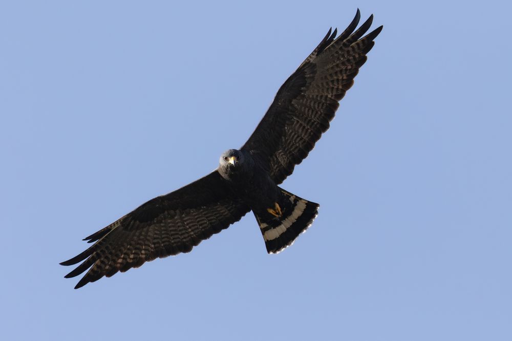Male Zone-Tailed Hawk