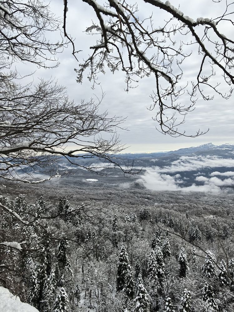 Снежный лес