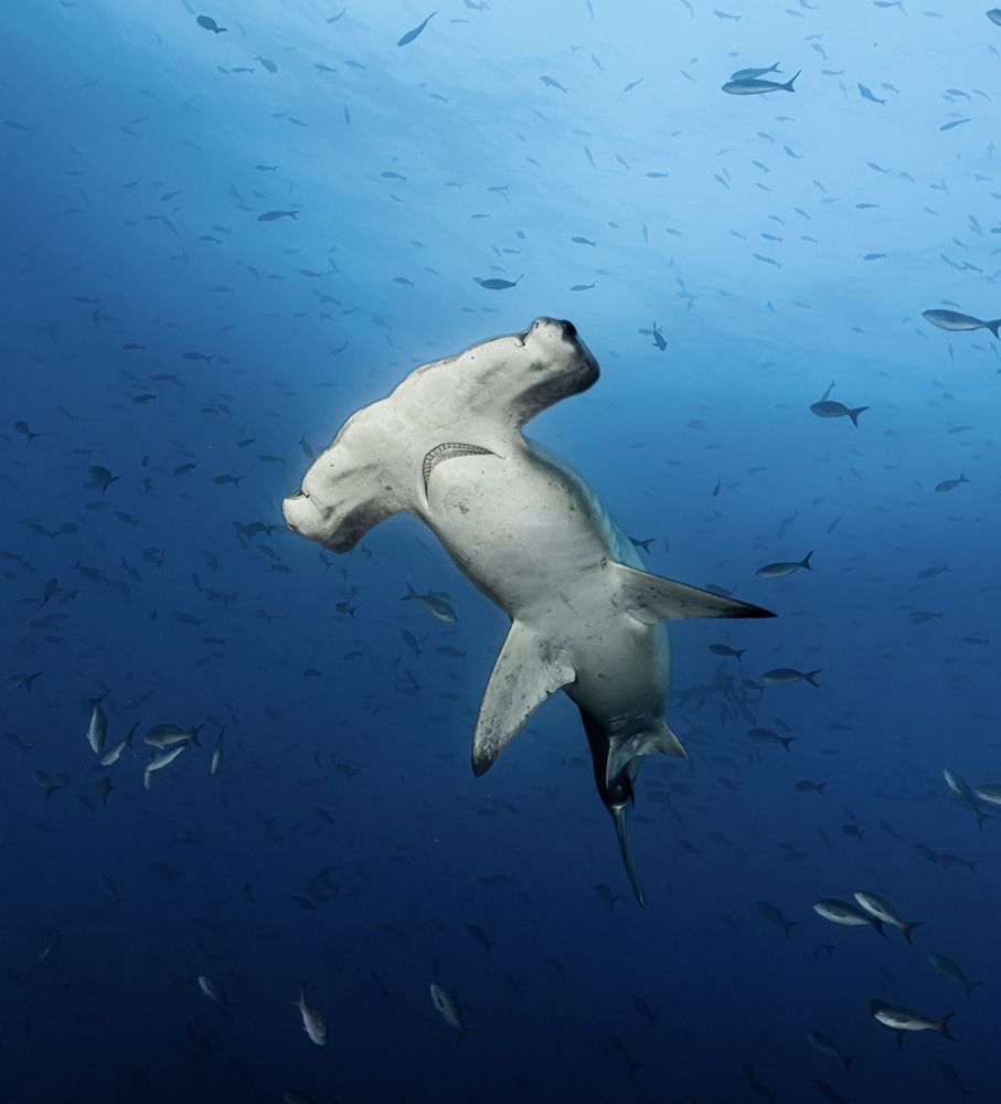 Photograph by Lluís Triay Amorós