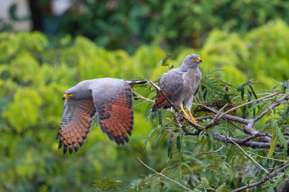 Pair of Road-Side Hawks