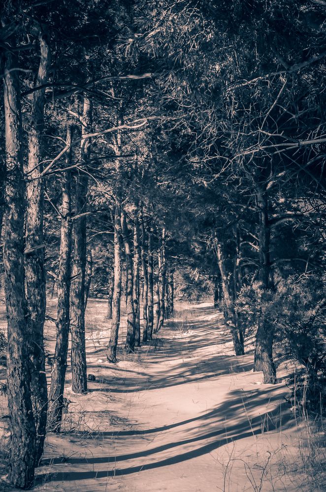 Фотография автора Наталья Алексеева