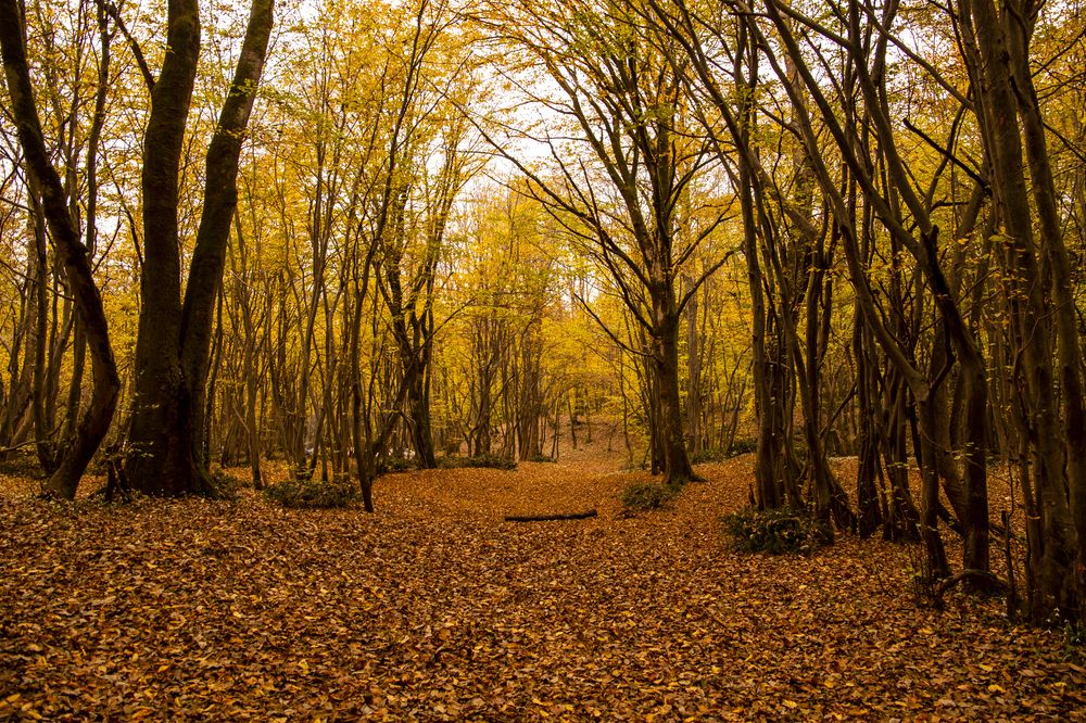 Photograph by reza haghjooy