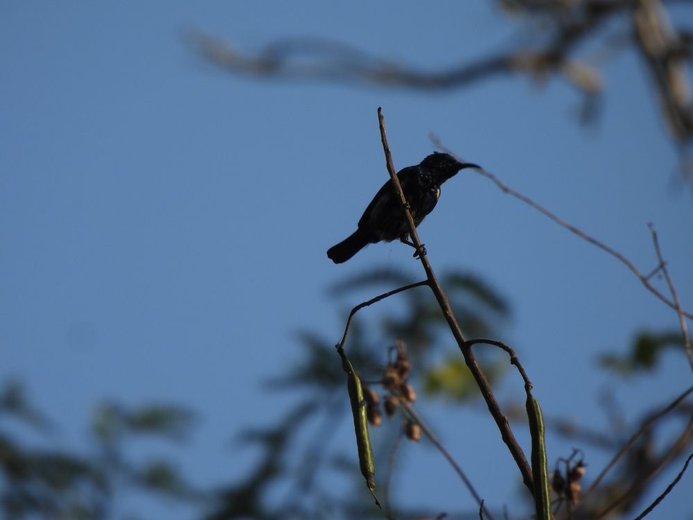 Black sun bird