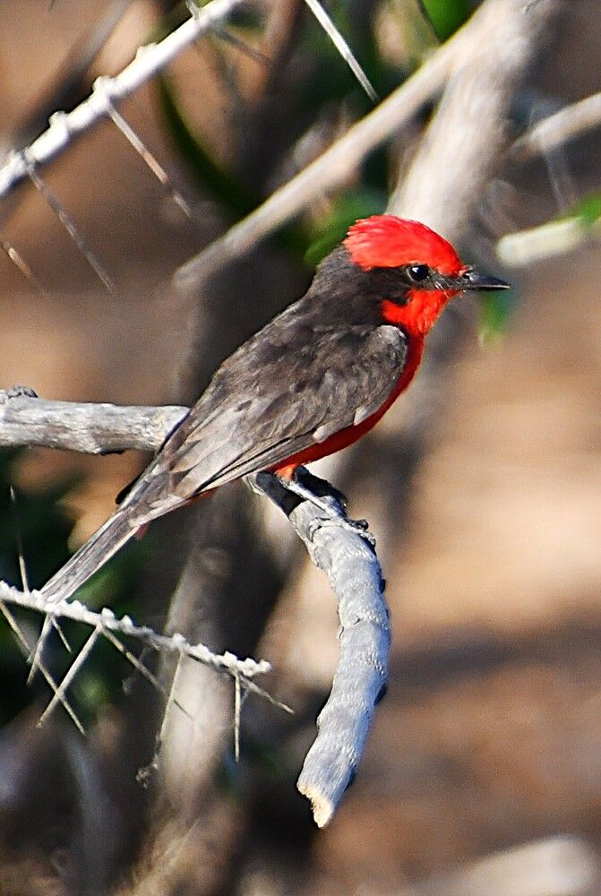 Photograph by Marzio Fattorini