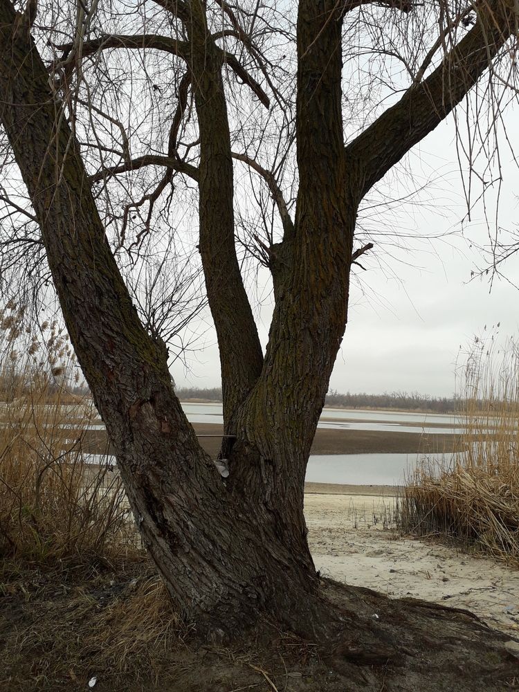 Photo #11821150