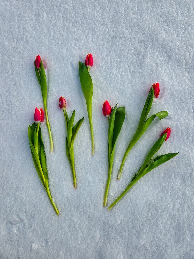 Photograph by Елена Сиушова