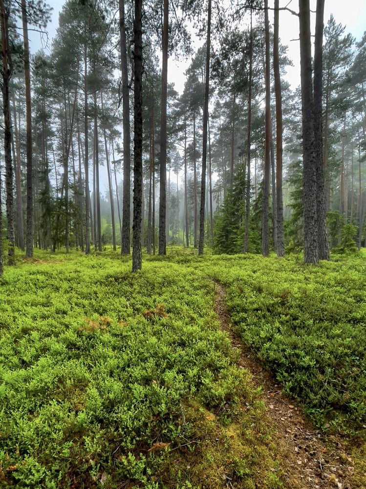 Photograph by Ирина Данилова