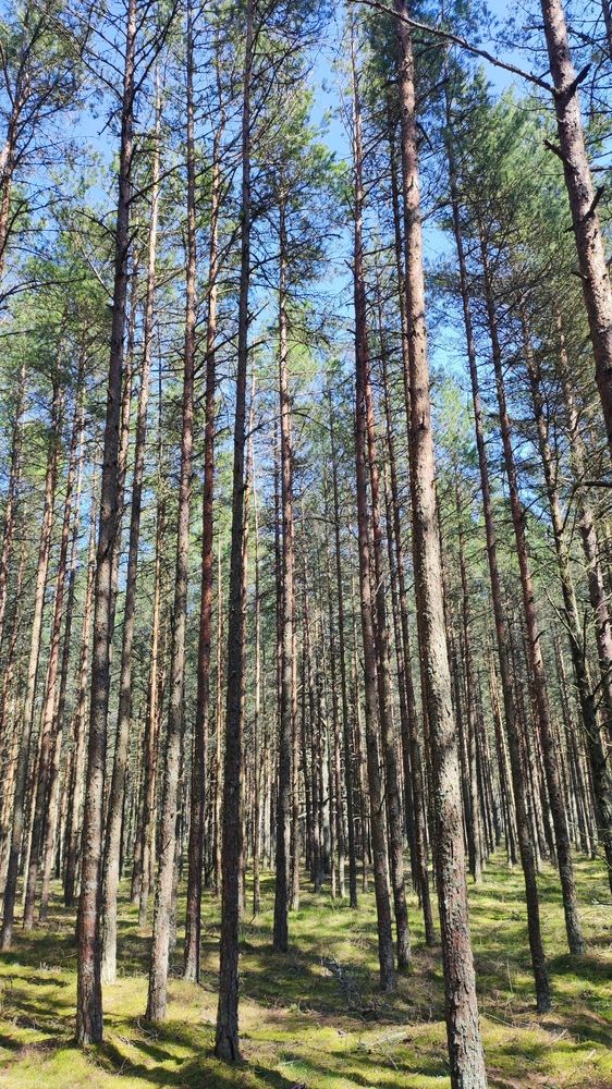 Photograph by Марийона Савоненко