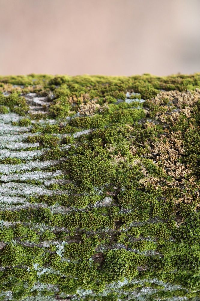 Фотография автора Иван Безрядин