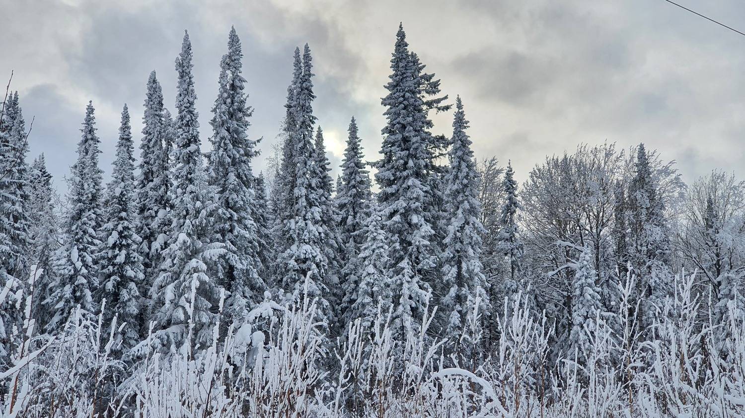 Фотография #11821533