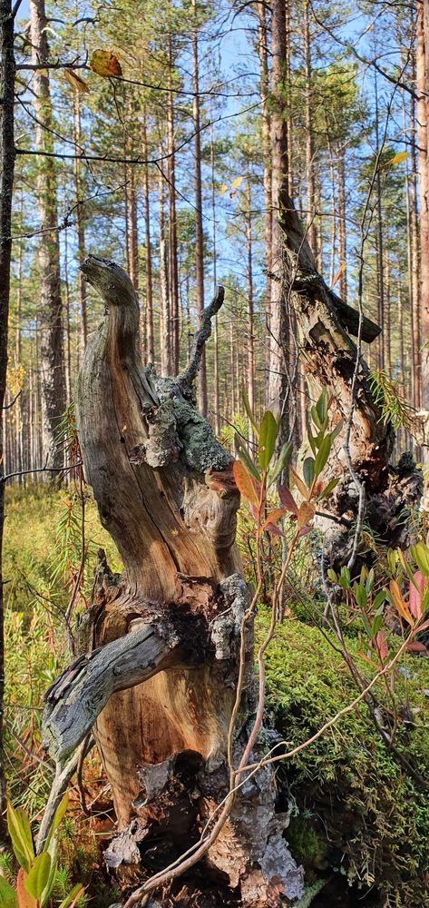 Photograph by Надежда Кудрявцева