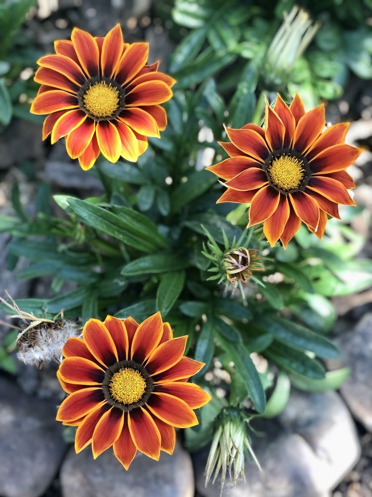 Летние цветы