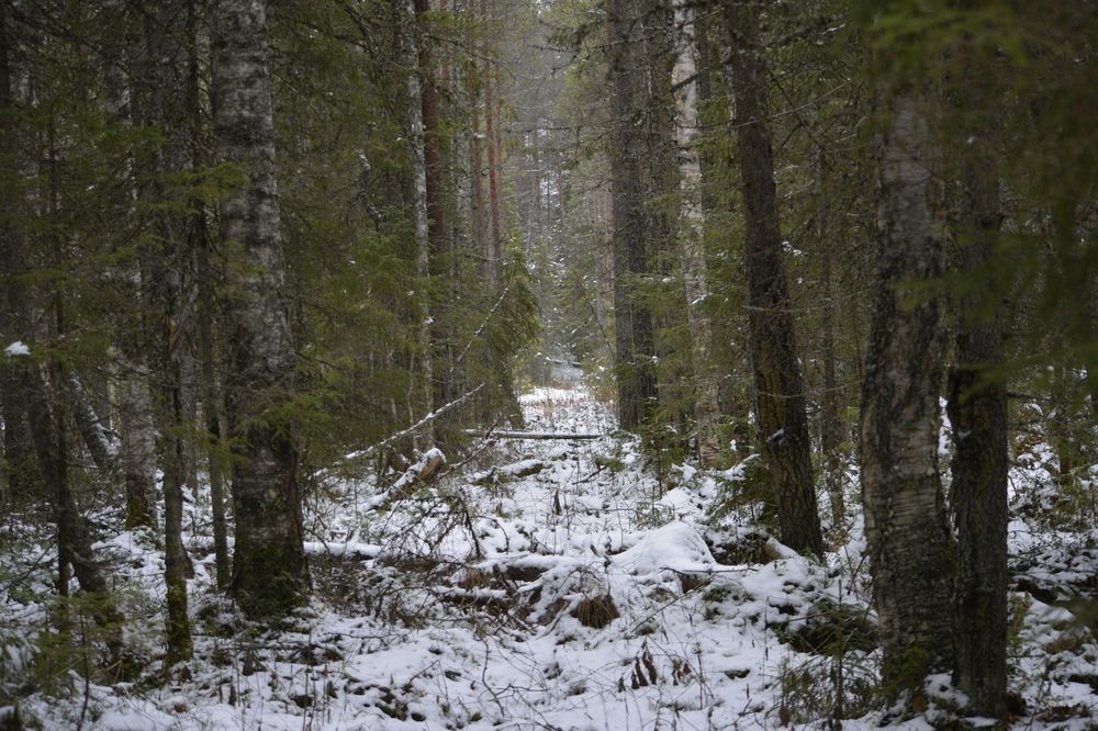 Photograph by Галина Катанова