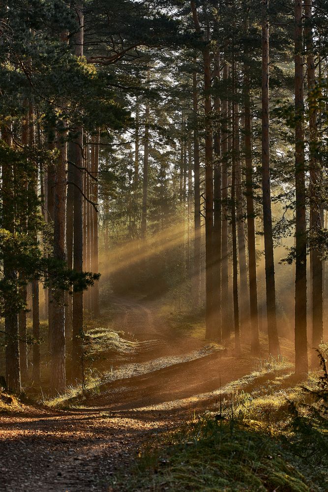 Photograph by Alla Matrosova