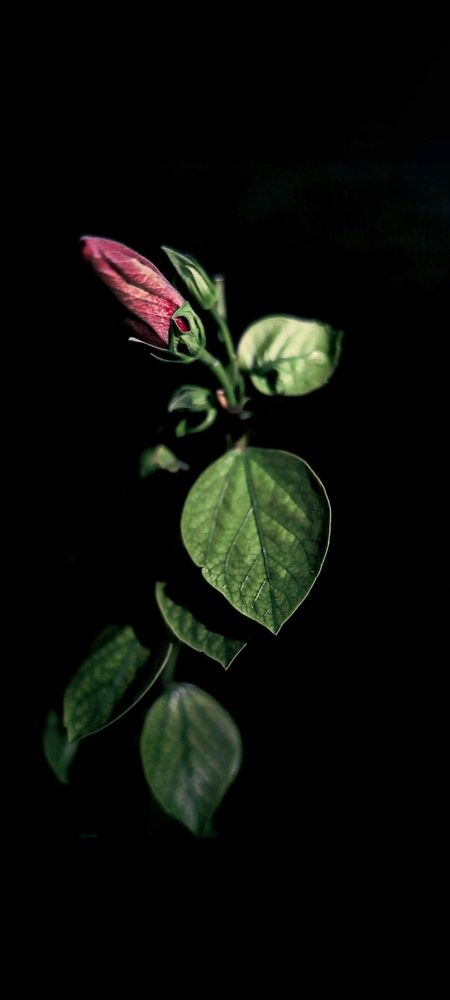 Photograph by Julia Bukshpan