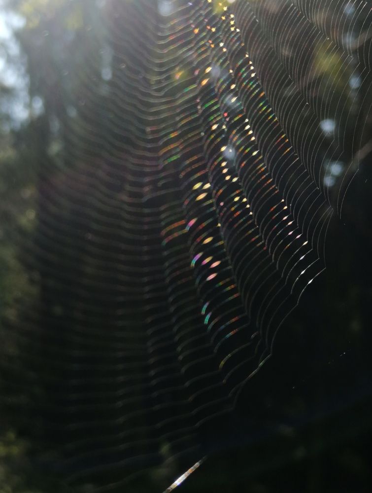 Радужная паутина