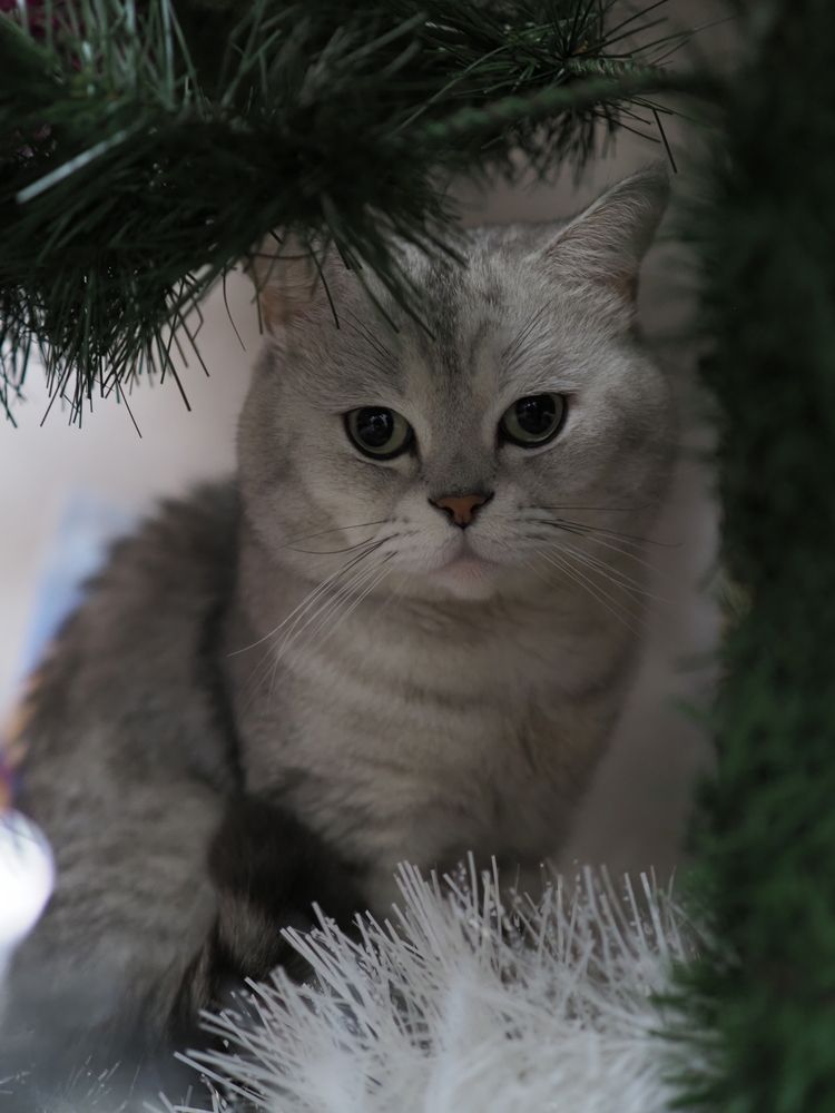 Котя у елки