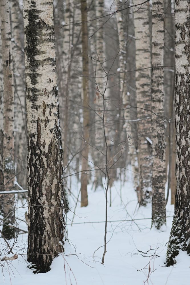 Photograph by Зубков Ярослав