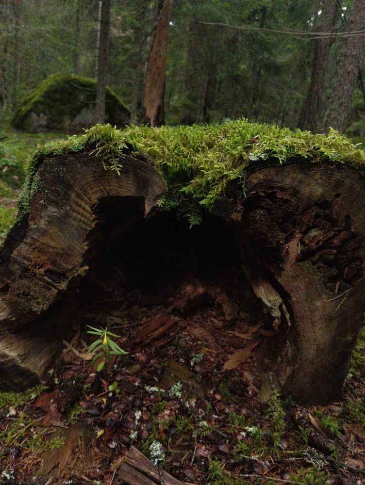 Фотография автора Александр Собокарь