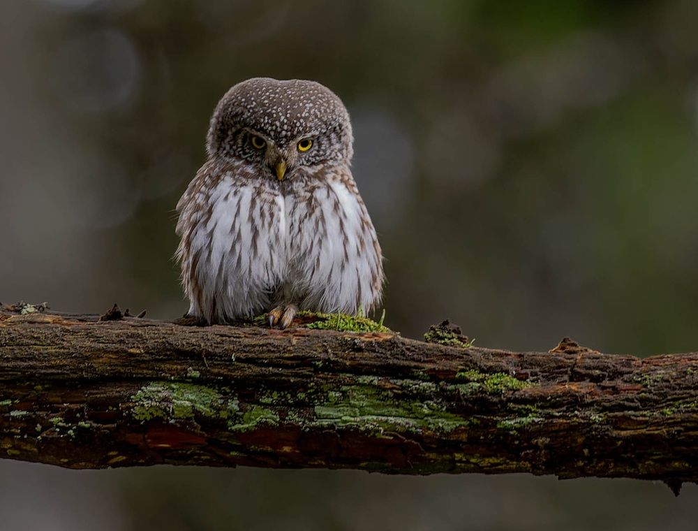 Photograph by George Alexandru Ghiuro