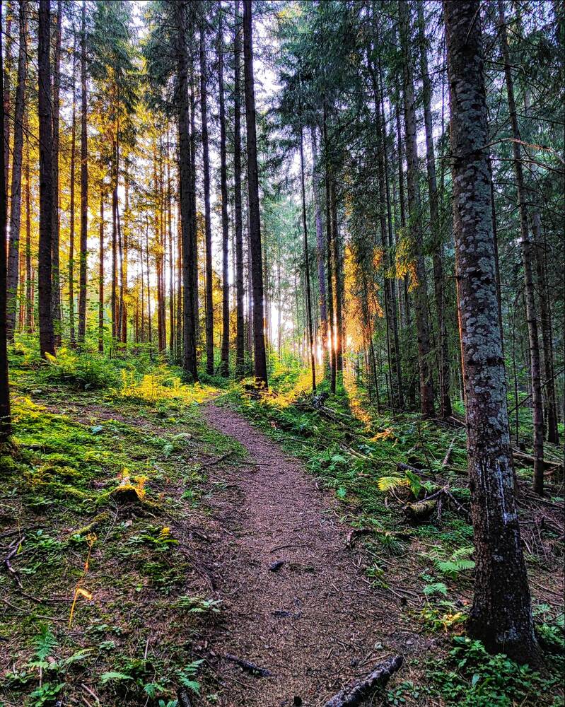 Лучи уходящего солнца