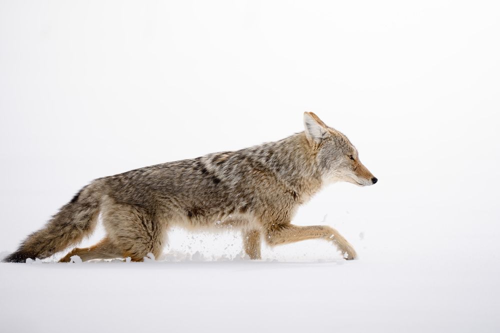 Фотография автора Karthik Subramaniam