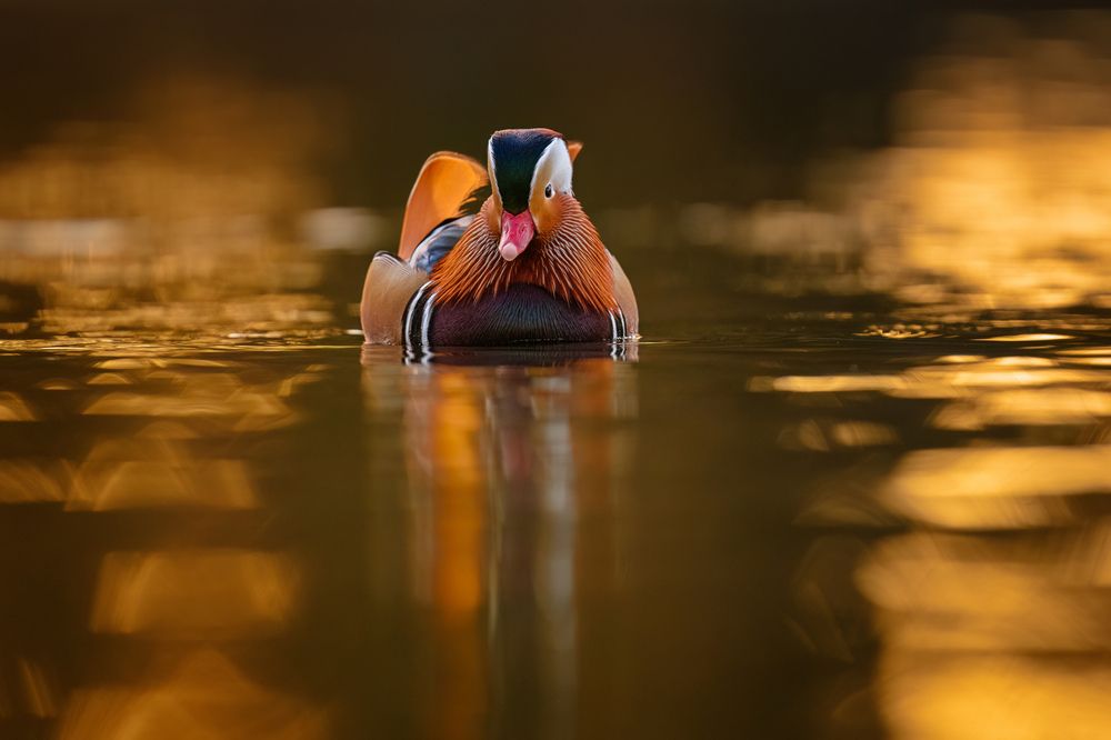 Photograph by Tímea Ambrus